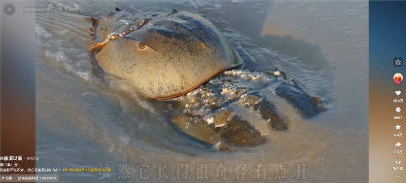 抖音博主用 “AI 说唱 + 动物科普” 爆款视频涨粉125W+-Mo 动态